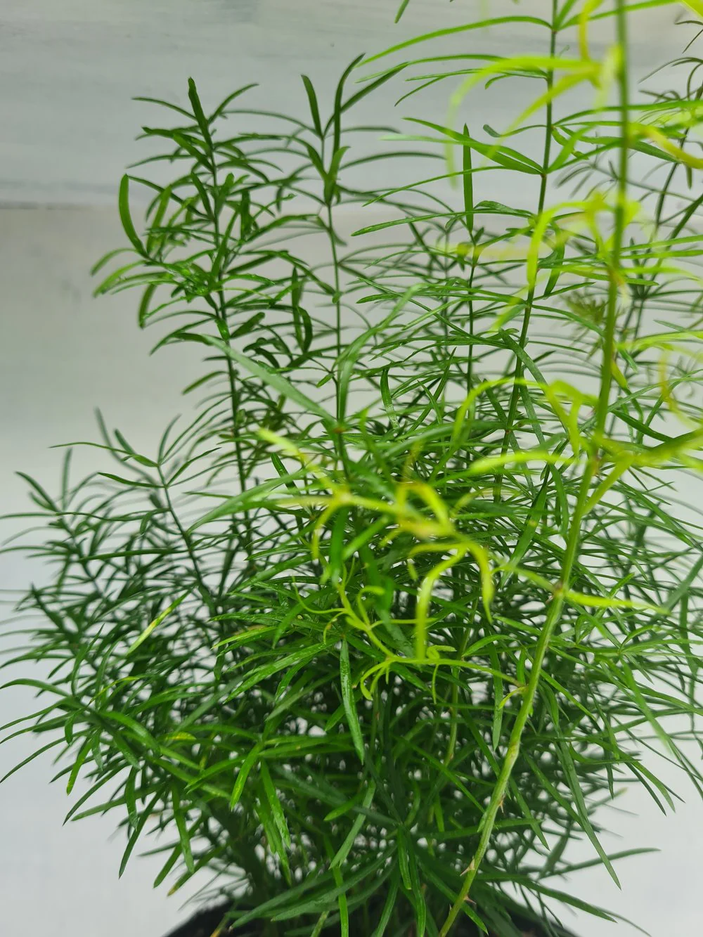 Harriets Plants Asparagus Falcatus // Sicklethorn 45cm - Indoor Plant